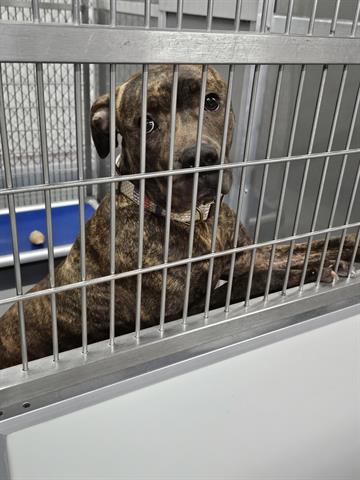 adoptable Dog in Norfolk, VA named ASHTON