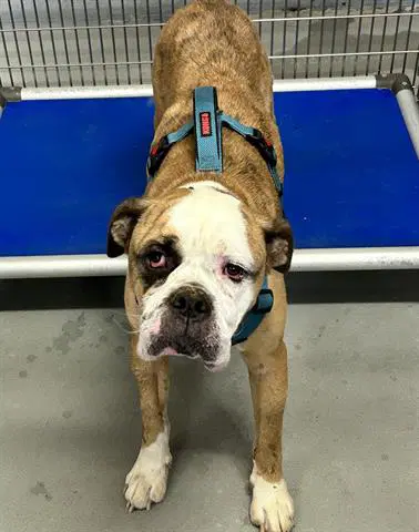 Acorn Squash - American Bulldog
