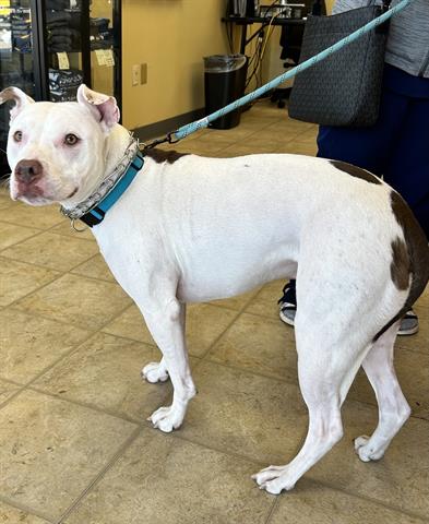 adoptable Dog in Norfolk, VA named RUMMY