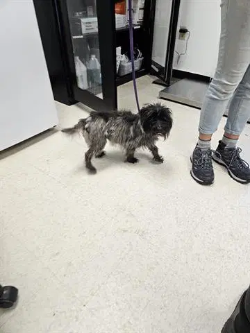Ali - Cairn Terrier