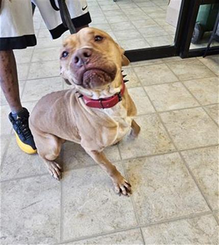 adoptable Dog in Norfolk, VA named SYMBA