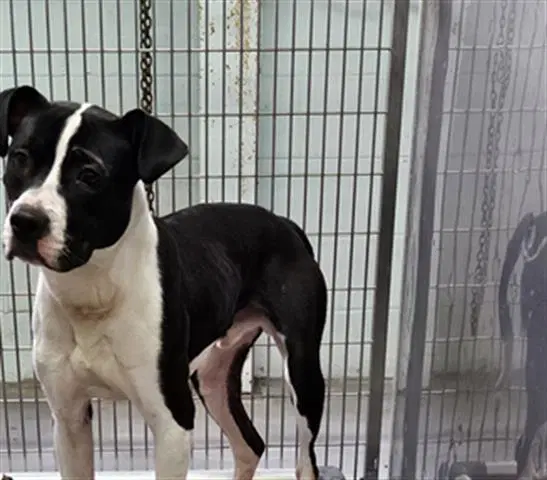 Unknown - Pit Bull Terrier