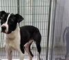 adoptable Dog in Norfolk, VA named A071089