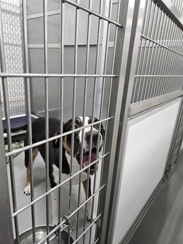 adoptable Dog in Norfolk, VA named ABIGAIL