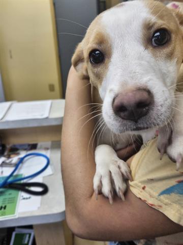 adoptable Dog in Norfolk, VA named A071096