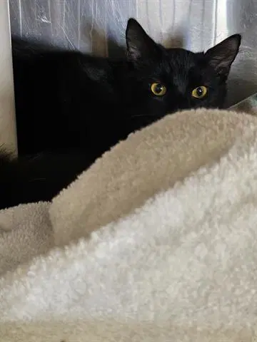 Unknown - Domestic Short Hair