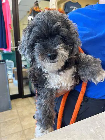 Farley - Poodle (Toy)