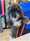 adoptable Dog in , VA named FARLEY