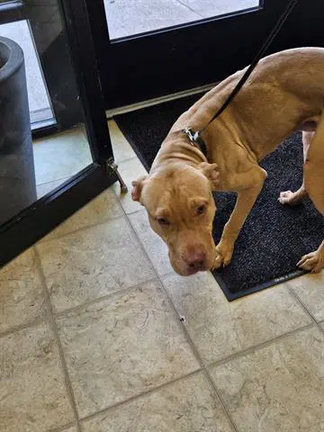 Unknown - Pit Bull Terrier