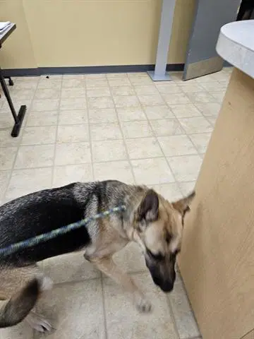 Unknown - German Shepherd Dog