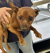 adoptable Dog in  named A071150