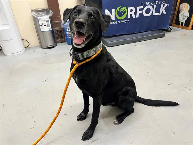 Opie - Labrador Retriever