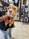 adoptable Dog in norfolk, VA named A071155