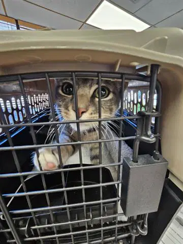 Unknown - Domestic Short Hair