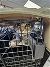 adoptable Cat in norfolk, VA named A071164