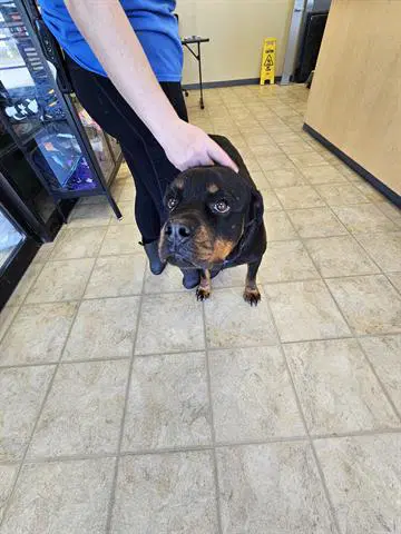 Leena - Rottweiler