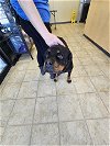 adoptable Dog in norfolk, VA named LEENA