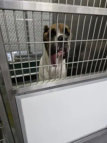 Unknown - Cane Corso Mastiff