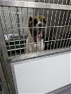adoptable Dog in norfolk, VA named A071167