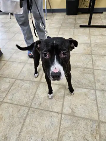 Unknown - Pit Bull Terrier