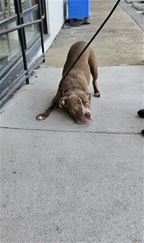 Biscuit - Pit Bull Terrier
