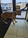 adoptable Dog in norfolk, VA named HONEY BUN