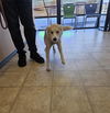 adoptable Dog in  named CHARLIE