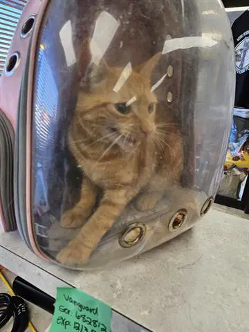 Turbo - Domestic Short Hair