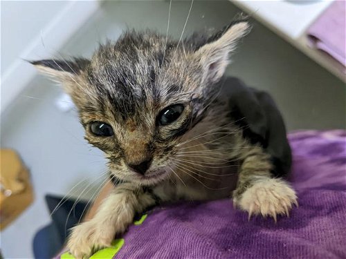 picture of the cat needing adoption