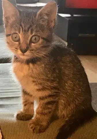Pennywise - Domestic Short Hair