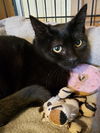 adoptable Cat in , VA named AZALEA