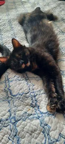 Peno - Domestic Medium Hair