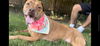 adoptable Dog in , VA named CHEWIE