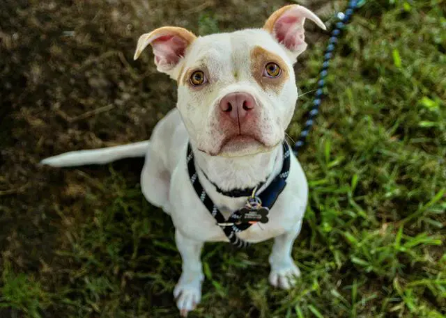 Pinky - American Staffordshire Terrier