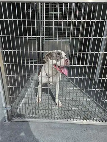 Lady - Pit Bull Terrier