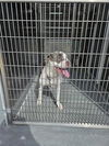 adoptable Dog in , VA named LADY