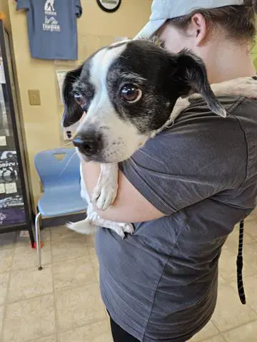 Lacy - Parson Russell Terrier