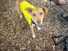 adoptable Dog in  named ALEX
