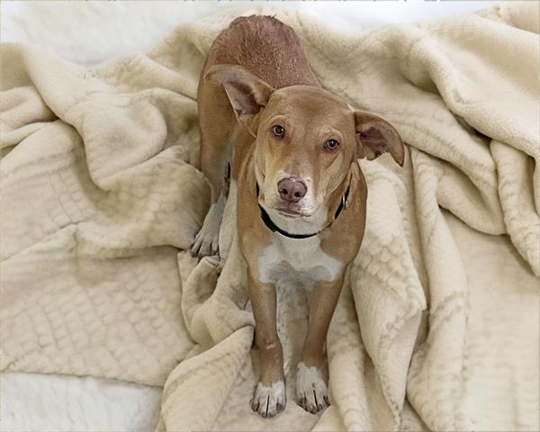 adoptable Dog in Tulsa, OK named ALEX