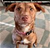 adoptable Dog in tulsa, OK named REMI