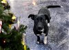adoptable Dog in tulsa, OK named TIANA