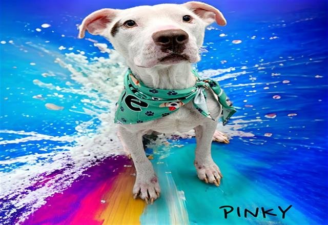 adoptable Dog in Tulsa, OK named PINKY