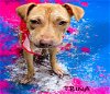 adoptable Dog in , OK named TRINA