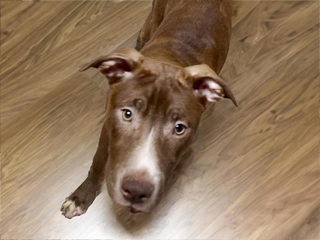 adoptable Dog in Tulsa, OK named ZAYD