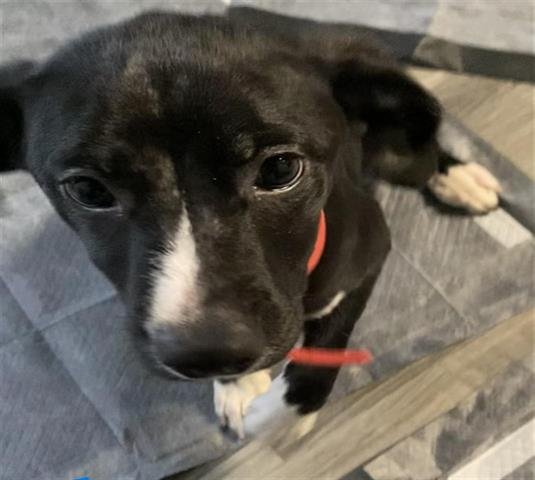 adoptable Dog in Tulsa, OK named FIRESTONE