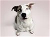 adoptable Dog in tulsa, OK named DENISE