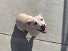 adoptable Dog in , OK named FAITH