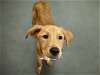 adoptable Dog in , OK named MR.WHISKERS