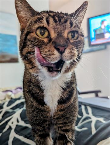 adoptable Cat in Tulsa, OK named MUFFY