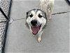 adoptable Dog in tulsa, OK named CHIKO